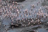 Lesser Flamingo (Phoeniconaias minor), aerial view at dawn, Lake Magadi, Kenya