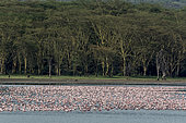 Lesser Flamingo (Phoeniconaias minor), Elmenteita Lake, Soysambu Conservation Area, Kenya