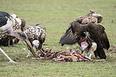 Lappet-faced Vulture (Torgos tracheliotos) eating and marabou stork comming for his share, Masai-Mara Reserve, Kenya