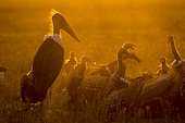Ruppell's Vultures (Gyps rueppellii) and Marabou Stork (Leptoptilos crumeniferus) waiting to eat at sunrise, Masai-Mara National Reserve, Kenya