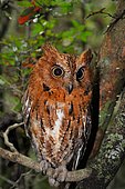 Eared owl (Asio sp.) in dry forest, western Madagascar