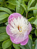Pivoine de Chine 'Bowl of Beauty' en fleur dans un jardin