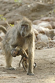 Chacma baboon (Papio ursinus), Female baboon keeping near her, her dead baby for several days, Kruger, South Africa