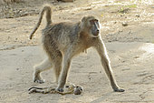 Chacma baboon (Papio ursinus), Female baboon keeping near her, her dead baby for several days, Kruger, South Africa
