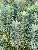 Euphorbia characias var. wulfenii 'Humpty Dumpty'