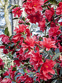 Camellia 'Freedom Bell' in bloom in a garden