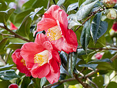 Camellia 'Jupiter' in bloom in a garden