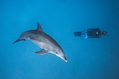 Indian Ocean bottlenose dolphin (Tursiops aduncus) and freediver swimming together in the lagoon, M'Tsamboro Islet, Mayotte