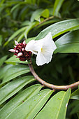 Cane-reed (Cheilocostus speciosus) medical plant, Tahiti, Society islands, French Polynesia