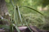 Green vanilla beans in the Vanilla Valley, Tahaa, Leeward Islands, Society Islands, French Polynesia