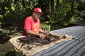 Alfredo spread the vanilla to dry, Vanilla Valley, Tahaa, Leeward Islands, Society Islands, French Polynesia