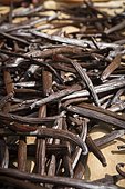 Vanilla pods drying in the Vanilla Valley, Tahaa, Leeward Islands, Society Islands, French Polynesia