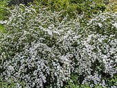 Reeves' meadowsweet 'Flore Pleno', Spiraea cantoniensis) 'Flore Pleno', in bloom