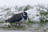 Lapwing (Vanellus vanellus) standing in water amongst snow, England