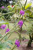Chafflower (Achyrantes indica) in bloom, Collectible plant in the garden of a lodge, North Costa Rica