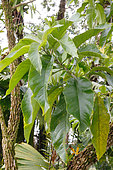 Hollowheart (Acnistus arborescens), Collectible plant in the garden of a lodge, North Costa Rica
