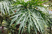 Tarovine (Monstera deliciosa), Collectible plant in the garden of a lodge, North Costa Rica