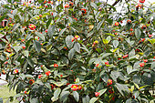 Hot lips (Psychotria poeppigiana) in bloom, Collectible plant in the garden of a lodge, North Costa Rica