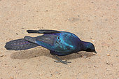 Burchell's Starling (Lamprotornis australis) adult on the ground looking for seeds, South Africa
