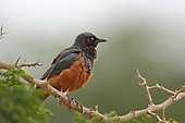Chestnut-Bellied Starling (Lamprotornis pulcher) adult perched on a thorny, Senegal