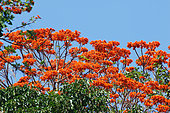 Brazilian wood (Caesalpinia sp) flowers near the Sarapiqui River in the dry season, Central Region Costa Rica