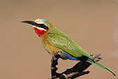 White-fronted Bee-eater (Merops bullockoides) adult male perched on the lookout for insects, South Africa