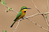 Little Bee-eater (Merops pusillus) adult male perched on a low branch on the lookout for insects, Northern Tanzania