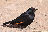 Pale-winged Starling (Onychognathus nabouroup) adult on ground observing, Namibia