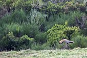 Red fox (Vulpes vulpes) hunting, Somiedo Natural Park, Asturias, Spain