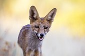 Portrait of Red fox (Vulpes vulpes), Ciudad real, Spain
