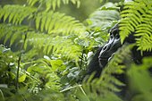 Mountain Gorilla (Gorilla beringei beringei), male, Bwindi Impenetrable National Park, Uganda, Africa