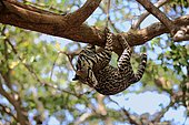 Ocelot (Leopardus pardalis, Felis pardalis), adult male climbing a tree, Honduras, Central America