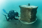 Scuba diver equipping an experimental artificial micro reef with a coconut fiber net, Marine Protected Area of the Agathe Coast, Hérault, France