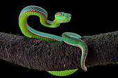Gumprecht's green pitviper (Trimeresurus gumprechti)