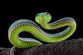 Portrait of Gumprecht's green pitviper (Trimeresurus gumprechti)