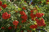 European mountain ash (Sorbus aucuparia), ripe berries