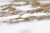 Ermine (mustela erminea ) in winter coats hunting in the grass, France
