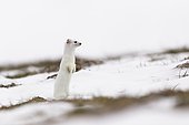 Ermine (mustela erminea ) in winter coats hunting in the grass, France