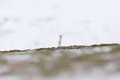 Ermine (mustela erminea ) in winter coats hunting in the grass, France