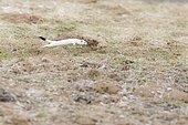 Ermine (mustela erminea ) in winter coats hunting in the grass, France