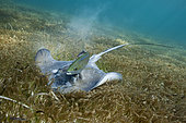 Southern Stingray (Dasyatis americana) on Seagrass, Akumal, Tulum, Mexico