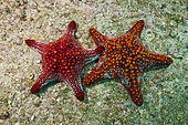 Pair of Panamic Cushion Starfish (Pentaceraster cumingii), La Paz, Baja California Sur, Mexico