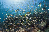Scissortail Chromis (Chromis atrilobata) over Coral Reef, La Paz, Baja California Sur, Mexico