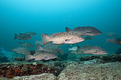 Leopard groupers (Mycteroperca rosacea), Baja California Sur, Mexico