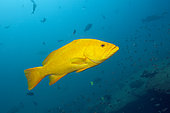 Gulf Grouper (Mycteroperca jordani) in yellow phase, Cabo Pulmo, Baja California Sur, Mexico