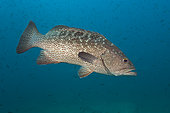 Leopard grouper (Mycteroperca rosacea), Baja California Sur, Mexico