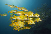 Shoal of Panamic Porkfish (Anisotremus taeniatus), Cabo Pulmo, Baja California Sur, Mexico