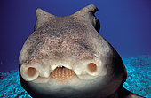 Face of Port Jackson Shark (Heterodontus portjacksoni) at night, South Australia, Great Australian Bight.