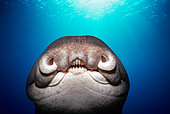 Close-up of face of Port Jackson Shark (Heterodontus portusjacksoni). Eastern Australia, Indian Ocean.