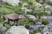 Spanish ibex (Capra pyrenaica) male crossing a stream on the rocks, Sierra de Gredos, Spain
